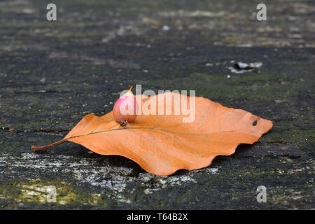 Il faggio autumn leaf withone Gall midge o gall del moscerino cocoon collocato su una vecchia quercia scura, tavola battente singolo, vicino, vista laterale Foto Stock