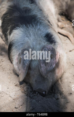 Ritratto di un big pig in appoggio in una piscina fangoso, Germania Foto Stock