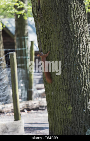 Scoiattolo rosso salendo su un albero, guardando alla telecamera, Germania Foto Stock