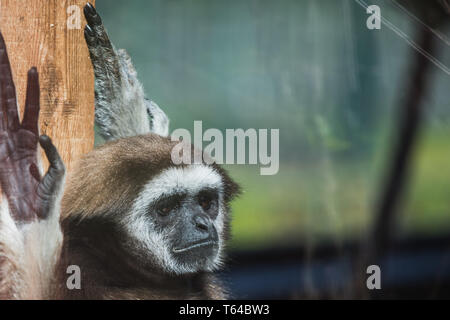 Ritratto di un appoggio di gibbone monkey dietro glas, Germania Foto Stock