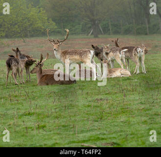 Brentwood, Regno Unito. 29 apr, 2019. Regno Unito Meteo, cervi feed in una nebbiosa mattina nel Weald Park, Brentwood, Essex Credit: Ian Davidson/Alamy Live News Foto Stock