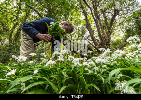 Ardara, County Donegal, Irlanda. Il 29 aprile 2019. Rovistando per aglio selvatico, "Allium ursmum', sapere colloquialmente come 'ramsons', che ha appena iniziato a fiore di questa primavera. Tutte le parti della pianta sono commestibili e foraggio è diventato popolare come un moderno stile di vita scelta in Irlanda. Credito: Richard Wayman/Alamy Live News Foto Stock