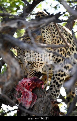 Una marinata di Leopard ha scalato di un albero con la sua preda in una riserva naturale ed è di mangiare la sua crepa lì, prese su 04.03.2019. Il Leopard (Panthera pardus) appartiene alla famiglia dei gatti; dopo la tigre, Loewen e Jaguar, egli è la quarta più grande gatto della preda. La bassa-specie sensibili vive in gran parte dell Asia e dell Africa a sud del Sahara, di varie dimensioni e peso a seconda dell'ambiente, leopardi maschio può raggiungere un'altezza alla spalla di 70-80 cm e un peso di fino a 90 kg. Foto: Matthias Toedt/dpa-Zentralbild/ZB/Picture Alliance | Utilizzo di tutto il mondo Foto Stock