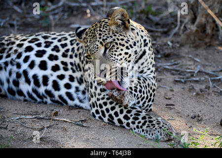 Una marinata di leopard vestirsi ed esecuzione di toelettatura sul terreno in una riserva naturale dopo aver mangiato la sua preda su un albero, registrati su 04.03.2019. Il Leopard (Panthera pardus) appartiene alla famiglia dei gatti; dopo la tigre, Loewen e Jaguar, egli è la quarta più grande gatto della preda. La bassa-specie sensibili vive in gran parte dell Asia e dell Africa a sud del Sahara, di varie dimensioni e peso a seconda dell'ambiente, leopardi maschio può raggiungere un'altezza alla spalla di 70-80 cm e un peso di fino a 90 kg. Foto: Matthias Toedt/dpa-Zentralbild/ZB/Picture Alliance | Utilizzo di tutto il mondo Foto Stock