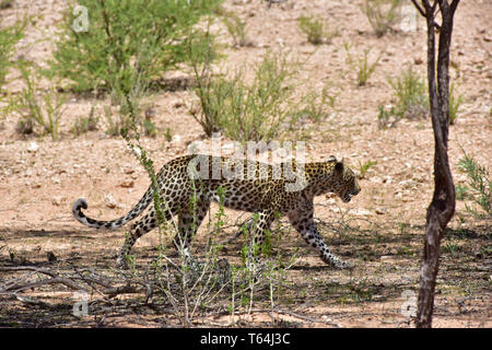Un leopard passeggiate passato il fotografo su un scarsamente coperte nella zona transfrontaliera Kgalagadi National Park, presa su 26.02.2019. Il Leopard (Panthera pardus) appartiene alla famiglia dei gatti; dopo la tigre, Loewen e Jaguar, egli è la quarta più grande gatto della preda. La bassa-specie sensibili vive in gran parte dell Asia e dell Africa a sud del Sahara, di varie dimensioni e peso a seconda dell'ambiente, leopardi maschio può raggiungere un'altezza alla spalla di 70-80 cm e un peso di fino a 90 kg. Foto: Matthias Toedt/dpa-Zentralbild/ZB/Picture Alliance | Utilizzo di tutto il mondo Foto Stock