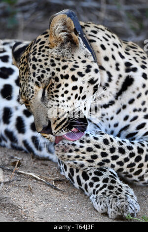 Una marinata di leopard vestirsi ed esecuzione di toelettatura sul terreno in una riserva naturale dopo aver mangiato la sua preda su un albero, registrati su 04.03.2019. Il Leopard (Panthera pardus) appartiene alla famiglia dei gatti; dopo la tigre, Loewen e Jaguar, egli è la quarta più grande gatto della preda. La bassa-specie sensibili vive in gran parte dell Asia e dell Africa a sud del Sahara, di varie dimensioni e peso a seconda dell'ambiente, leopardi maschio può raggiungere un'altezza alla spalla di 70-80 cm e un peso di fino a 90 kg. Foto: Matthias Toedt/dpa-Zentralbild/ZB/Picture Alliance | Utilizzo di tutto il mondo Foto Stock