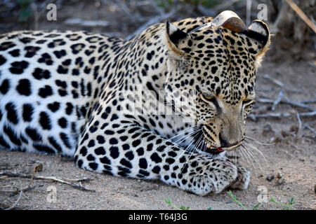 Una marinata di leopard vestirsi ed esecuzione di toelettatura sul terreno in una riserva naturale dopo aver mangiato la sua preda su un albero, registrati su 04.03.2019. Il Leopard (Panthera pardus) appartiene alla famiglia dei gatti; dopo la tigre, Loewen e Jaguar, egli è la quarta più grande gatto della preda. La bassa-specie sensibili vive in gran parte dell Asia e dell Africa a sud del Sahara, di varie dimensioni e peso a seconda dell'ambiente, leopardi maschio può raggiungere un'altezza alla spalla di 70-80 cm e un peso di fino a 90 kg. Foto: Matthias Toedt/dpa-Zentralbild/ZB/Picture Alliance | Utilizzo di tutto il mondo Foto Stock