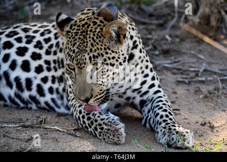 Una marinata di leopard vestirsi ed esecuzione di toelettatura sul terreno in una riserva naturale dopo aver mangiato la sua preda su un albero, registrati su 04.03.2019. Il Leopard (Panthera pardus) appartiene alla famiglia dei gatti; dopo la tigre, Loewen e Jaguar, egli è la quarta più grande gatto della preda. La bassa-specie sensibili vive in gran parte dell Asia e dell Africa a sud del Sahara, di varie dimensioni e peso a seconda dell'ambiente, leopardi maschio può raggiungere un'altezza alla spalla di 70-80 cm e un peso di fino a 90 kg. Foto: Matthias Toedt/dpa-Zentralbild/ZB/Picture Alliance | Utilizzo di tutto il mondo Foto Stock