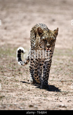 In un grande spazio aperto nel Kgalagadi transfrontaliera parco nazionale, un leopard si avvicina il fotografo, presa su 26.02.2019. Il Leopard (Panthera pardus) appartiene alla famiglia dei gatti; dopo la tigre, Loewen e Jaguar, egli è la quarta più grande gatto della preda. La bassa-specie sensibili vive in gran parte dell Asia e dell Africa a sud del Sahara, di varie dimensioni e peso a seconda dell'ambiente, leopardi maschio può raggiungere un'altezza alla spalla di 70-80 cm e un peso di fino a 90 kg. Foto: Matthias Toedt/dpa-Zentralbild/ZB/Picture Alliance | Utilizzo di tutto il mondo Foto Stock