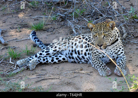 Una marinata di leopard vestirsi ed esecuzione di toelettatura sul terreno in una riserva naturale dopo aver mangiato la sua preda su un albero, registrati su 04.03.2019. Il Leopard (Panthera pardus) appartiene alla famiglia dei gatti; dopo la tigre, Loewen e Jaguar, egli è la quarta più grande gatto della preda. La bassa-specie sensibili vive in gran parte dell Asia e dell Africa a sud del Sahara, di varie dimensioni e peso a seconda dell'ambiente, leopardi maschio può raggiungere un'altezza alla spalla di 70-80 cm e un peso di fino a 90 kg. Foto: Matthias Toedt/dpa-Zentralbild/ZB/Picture Alliance | Utilizzo di tutto il mondo Foto Stock