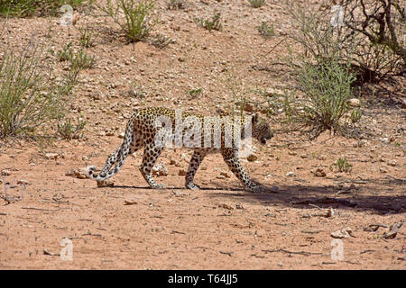 Un leopard passeggiate passato il fotografo su un scarsamente coperte nella zona transfrontaliera Kgalagadi National Park, presa su 26.02.2019. Il Leopard (Panthera pardus) appartiene alla famiglia dei gatti; dopo la tigre, Loewen e Jaguar, egli è la quarta più grande gatto della preda. La bassa-specie sensibili vive in gran parte dell Asia e dell Africa a sud del Sahara, di varie dimensioni e peso a seconda dell'ambiente, leopardi maschio può raggiungere un'altezza alla spalla di 70-80 cm e un peso di fino a 90 kg. Foto: Matthias Toedt/dpa-Zentralbild/ZB/Picture Alliance | Utilizzo di tutto il mondo Foto Stock