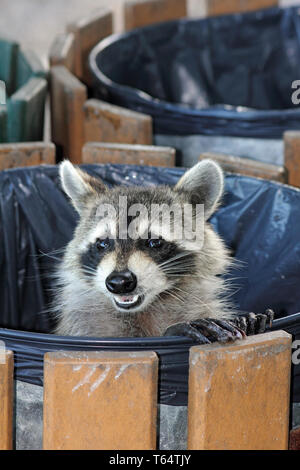 Carino Raccoon, Procione lotor, in un cestino della spazzatura guardando fuori Foto Stock