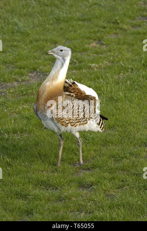 Bustard gigante, Otis tarda, Brandeburgo, Germania est Foto Stock