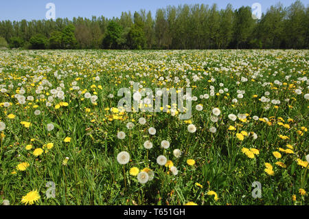 Tarassaco, Taraxacum officinale, Germania, Europa Foto Stock