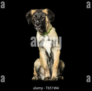 Mixed-razza cane, 3 mesi di età, in posizione di stazionamento Foto Stock