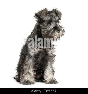 Miniatura Schnauzer, 3 mesi di età, seduto di fronte a uno sfondo bianco Foto Stock