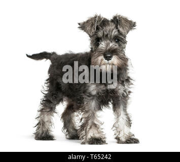 Miniatura Schnauzer, 3 mesi di età, di fronte a uno sfondo bianco Foto Stock