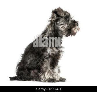 Miniatura Schnauzer, 3 mesi di età, seduto di fronte a uno sfondo bianco Foto Stock