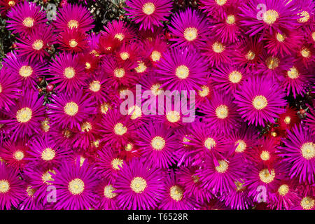 Iceplant cristallino o fiore di mezzogiorno, Mesembryanthemum crystallinum Foto Stock