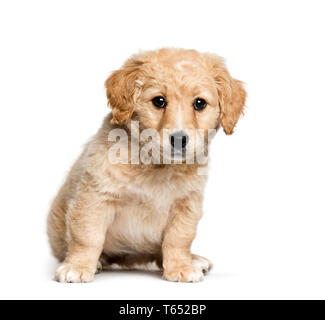 Mixed-breed tra Jack Russell Terrier e golden retriever, 2 mesi di età, seduto di fronte a uno sfondo bianco Foto Stock