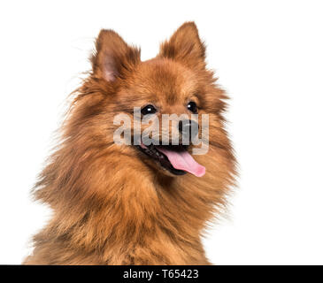 Pomerania, 1 anno di età, di fronte a uno sfondo bianco Foto Stock