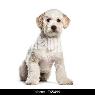 Labradoodle, 1 anno di età, seduto di fronte a uno sfondo bianco Foto Stock