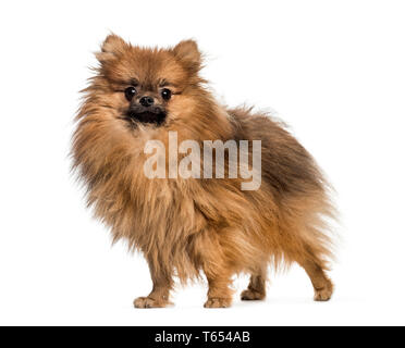 Pomerania, 1 anno di età, di fronte a uno sfondo bianco Foto Stock