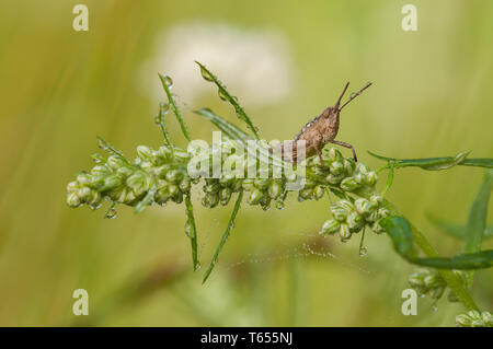 Inclinare-di fronte cavallette (Chorthippus apricarius) Foto Stock