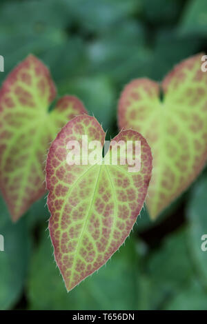 Barrenwort alpina [Epimedium alpinum] Foto Stock