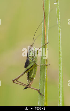 Roesel's bush-cricket (Metrioptera roeseli), femal Foto Stock