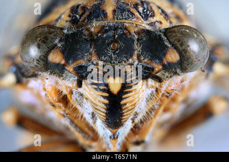 Cicala Capo Close Up Foto Stock