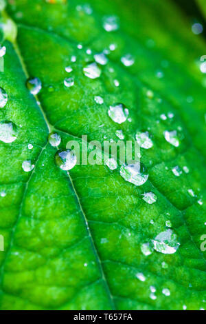 Le goccioline di acqua su una foglia verde Foto Stock