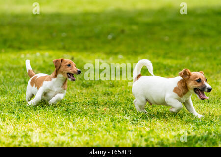 Due Jack Russell Terrier durante la riproduzione. Due meravigliosi jack russell cuccioli Foto Stock