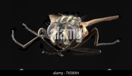 Ritaglio Housefly Foto Stock