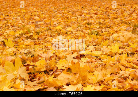 Arancio cadono le foglie di autunno su sfondo di massa Foto Stock