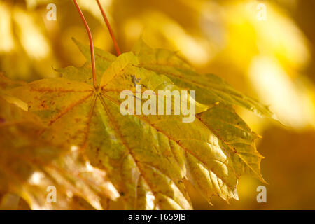 Autunno sfondo con molto superficiale la messa a fuoco Foto Stock