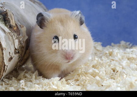 Foto di Nizza criceti nel segatura Foto stock - Alamy