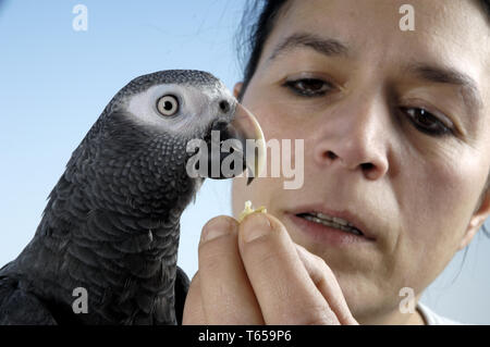 Frau fuettert Graupapagei, Psittacus erithacus, Donna alimenta il pappagallo grigio africano Foto Stock