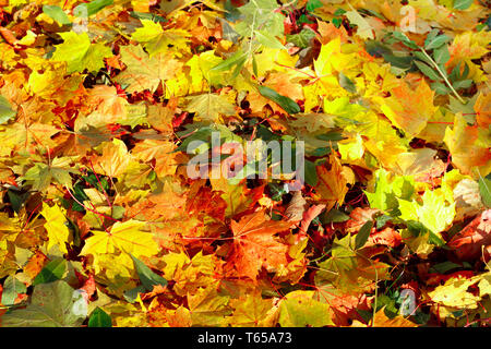 Arancio cadono le foglie di autunno su sfondo di massa Foto Stock