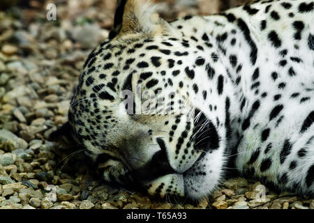 Giacenti e dormire Snow Leopard Irbis (Panthera uncia) Foto Stock