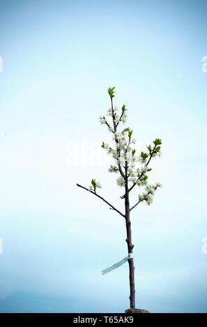 Piccolo germoglio ciliegio con fiori freschi blooming twig oltre il cielo blu sullo sfondo a molla. Fioritura di piccoli alberi da frutto Foto Stock