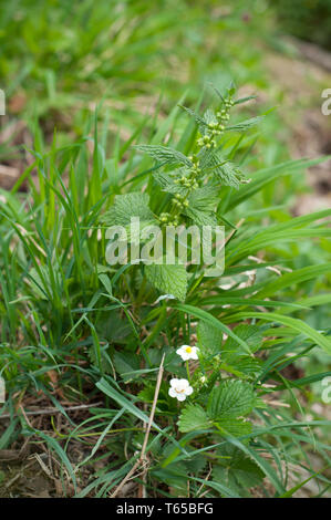 Fioritura di fiori di fragola e altre piante in erba verde campo. Vista sulla campagna con piante ed erbe in aprile Foto Stock