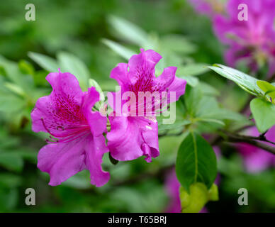 Foto di una coppia di rosa azalee, uno dei più famosi paesaggi fiori negli Stati Uniti. Foto Stock