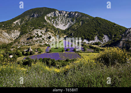 Campo di lavanda, Provence, Francia Foto Stock