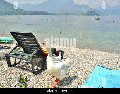 Due arrabbiato oche sono a piedi lungo la spiaggia di Lierna con la penisola di Bellagio e del lago di Como con il motoscafo ancorato in background. Foto Stock