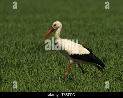Cicogna bianca, Ciconia ciconia Foto Stock
