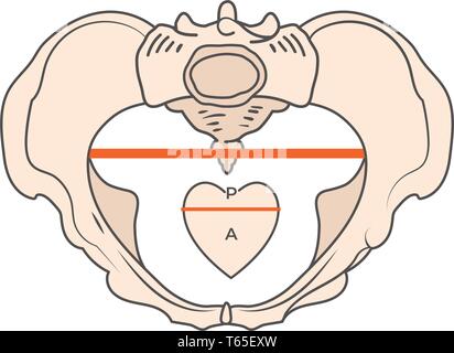 Android bacino w di forma triangolare o forma di cuore Illustrazione Vettoriale