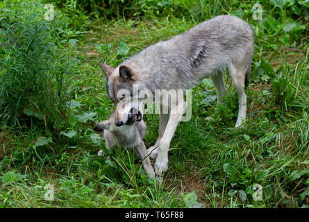 Legname o Lupo Lupo grigio insegnamento un cucciolo Canis lupus sulla scogliera rocciosa in estate in Canada Foto Stock