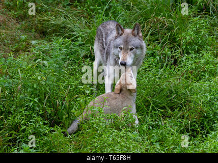 Legname o Lupo Lupo grigio insegnamento un cucciolo Canis lupus sulla scogliera rocciosa in estate in Canada Foto Stock