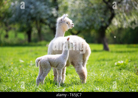 Alpaca bianco con prole, sud americana di mammifero Foto Stock